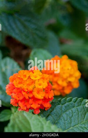 Nahaufnahme von Lantana Camara Tangerine mit orangefarbenen Blütenköpfen ein Sommer blühender Strauch, der ausdauernd immergrün und frostzart ist Stockfoto