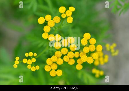 Tansy oder Tanacetum vulgare ist ein ausdauerndes Kraut, das in der Volksmedizin verwendet wird. Gelbe, saftig blühende Blüten über grünem Gras im Sommer im Freien, Draufsicht. Stockfoto