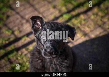 Schwarzer Deutscher Schäferhund Welpe (elsässisch) Stockfoto