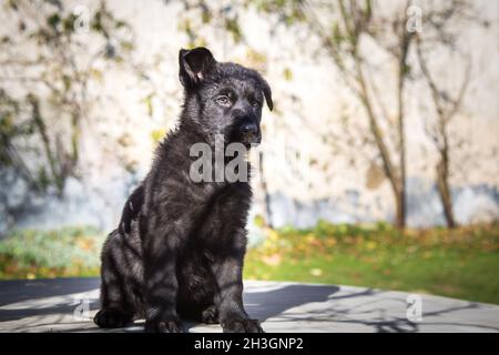 Schwarzer Deutscher Schäferhund Welpe (elsässisch) Stockfoto