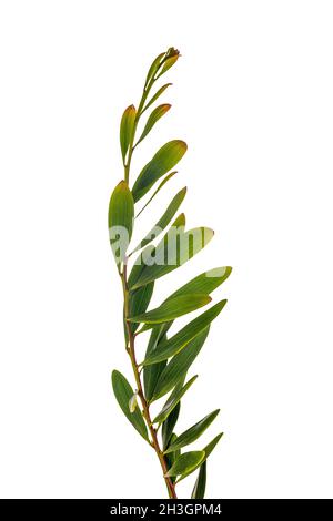 Akazie Melanoxylon oder Acacia Penninervis, dunkelgrün, schmale Blätter und kleine, kugelartige, gelblich-weiße Blüten. Isoliert auf weißem Hintergrund. Stockfoto