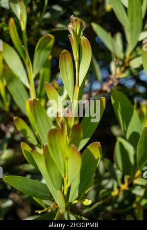 Akazie Melanoxylon oder Acacia Penninervis, dunkelgrün, schmale Blätter und kleine, kugelartige, gelblich-weiße Blüten. Wildes Schwarzholz oder Wattle ist floweri Stockfoto