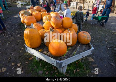 Kürbisse zum Verkauf beim Pumpkin Festival auf der Crockford Bridge Farm, Addlestone, Surrey, Südostengland Stockfoto