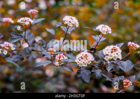 Blütenstände von Physocarpus opulifolius Diable D'Or, blühend im Sommer bei Westonburt, dem National Arboretum, Tetbury, Gloucestershire, SW England Stockfoto