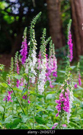 Mehrfarbige Füchshandschuhe (Digitalis purpurea) blühen im Sommer bei Westonburt, dem National Arboretum, Tetbury, Gloucestershire, Südwestengland Stockfoto