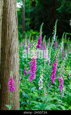 Mehrfarbige Füchshandschuhe (Digitalis purpurea) blühen im Sommer bei Westonburt, dem National Arboretum, Tetbury, Gloucestershire, Südwestengland Stockfoto