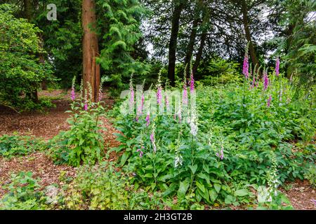 Mehrfarbige Füchshandschuhe (Digitalis purpurea) blühen im Sommer bei Westonburt, dem National Arboretum, Tetbury, Gloucestershire, Südwestengland Stockfoto