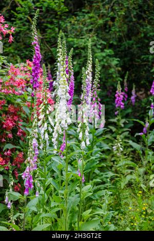 Mehrfarbige Füchshandschuhe (Digitalis purpurea) blühen im Sommer bei Westonburt, dem National Arboretum, Tetbury, Gloucestershire, Südwestengland Stockfoto