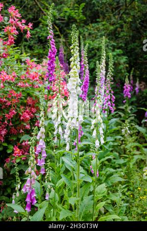 Mehrfarbige Füchshandschuhe (Digitalis purpurea) blühen im Sommer bei Westonburt, dem National Arboretum, Tetbury, Gloucestershire, Südwestengland Stockfoto