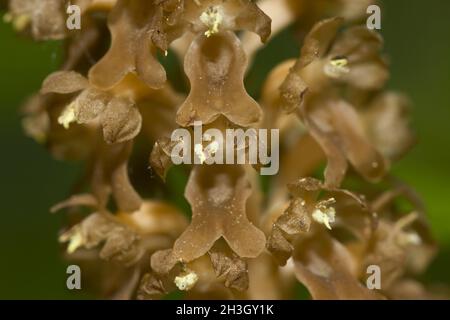 Neottia nidus-avis / Vogelnest-Orchidee Stockfoto