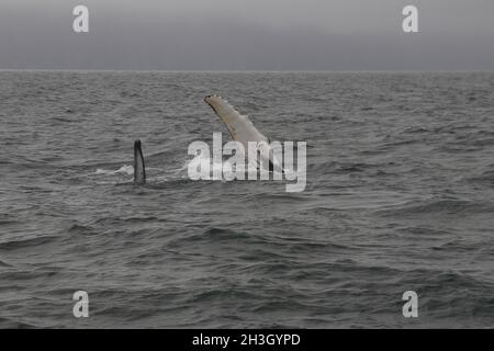 Flipper eines Buckelwals (Megaptera novaeangliae). Walbeobachtungstour in der Bucht von SkjÃ¡lfandi in der Nähe von HÃºsavÃ­k Stockfoto