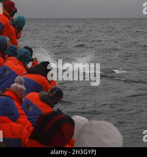 Beobachten eines Buckelwals (Megaptera novaeangliae) auf einer Tour in der Bucht von SkjÃ¡lfandi bei HÃºsavÃ­k Stockfoto