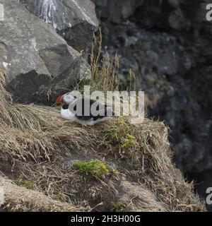 Papageitaucher (Fratercula Arctica) Stockfoto