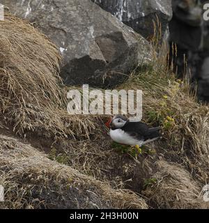 Papageitaucher (Fratercula Arctica) Stockfoto