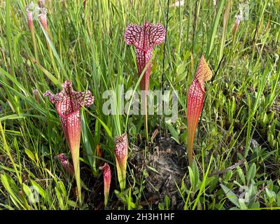 Natürliche hybride Kannenpflanze Sarracenia x mitcheliana, F1 Generation, SE USA, von Dembinsky Photo Associates Stockfoto