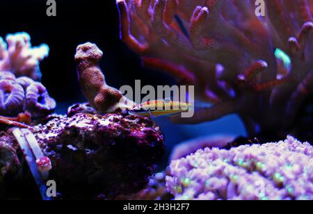 Weiblicher, reich verzierter Lippfisch - Thalassoma Pavo Stockfoto