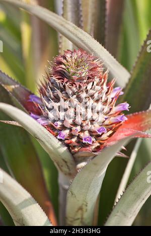 Ananas Stockfoto