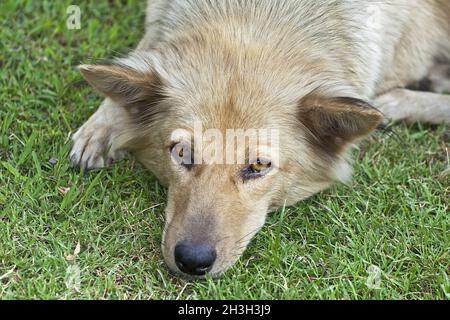 Finnischer spitz Stockfoto