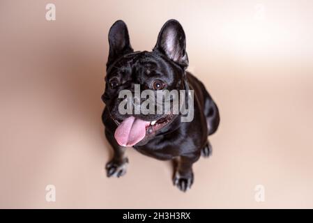 Reinrassige schwarze französische Bulldogge auf braunem Hintergrund im Studio. Porträt des französischen Hundes. Stockfoto