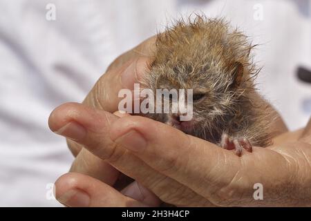 Sunda Slow loris Stockfoto