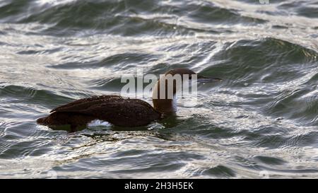 Arctic Loon Black-Throated-Arctic Loon Stockfoto