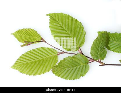 Hainbuche, Carpinus betulus Stockfoto