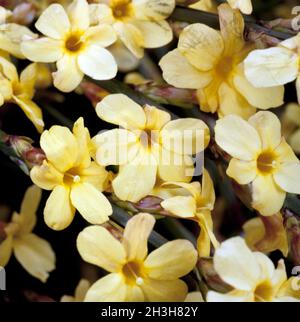 Winterjasmin, Jasminum nudiflorum Stockfoto