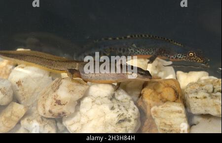 Alpenmolch, Ichthyosaura alpestris Stockfoto