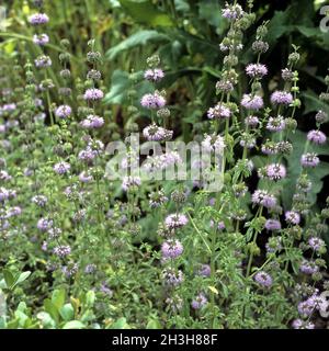 Polemint; Pfefferminze; Mentha pulegium Stockfoto