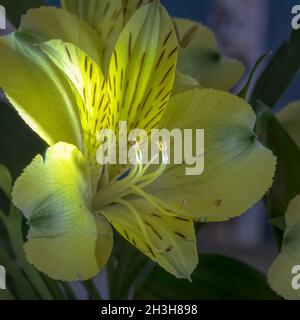 Nahaufnahme der leuchtend gelben Alstroemeria-Blume Stockfoto