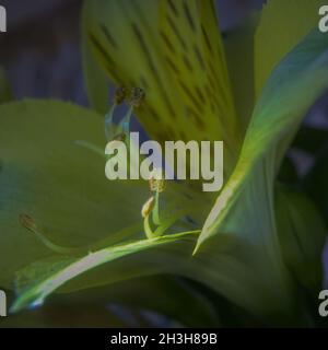 Nahaufnahme der hellgelben und grünen Alstroemeria-Blume mit Staubblättern und Blütenblättern Stockfoto