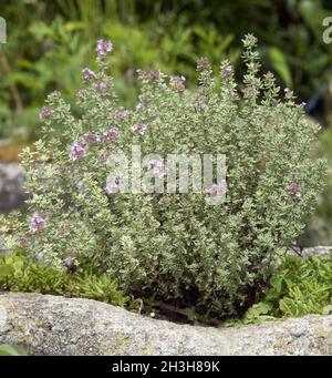 Zitronenthymian, Thymus, Citriodorus, Stockfoto