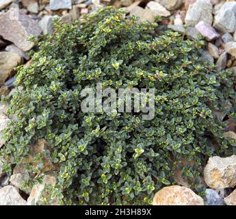 Zitronenthymian, Thymus, Citriodorus, Stockfoto