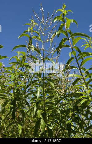 Zitronenverbene, Verveine, Lippia, Citrodora, Stockfoto