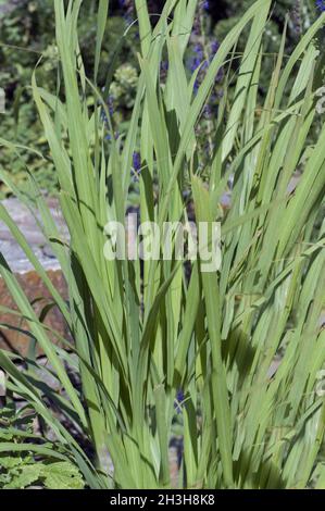 Zitronengras; Cymbopogon citratus Stockfoto