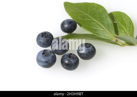 Heidelbeeren Stockfoto