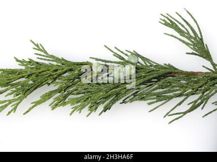 Sadebaum Juniperus sabina Stockfoto