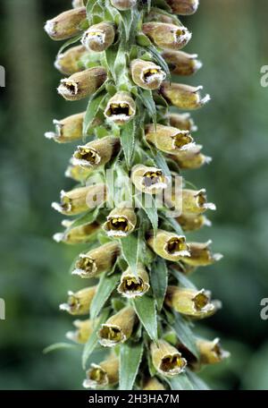 Kleinblühiger Fuchshandschuh; Digitalis parviflora; Stockfoto