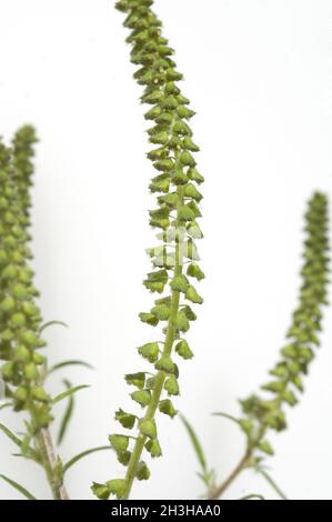 Ambrosiabluete Stockfoto