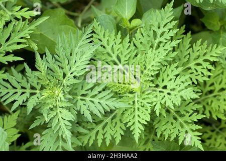 Ambrosia; Beifuï¬‚-Ambrosie Stockfoto