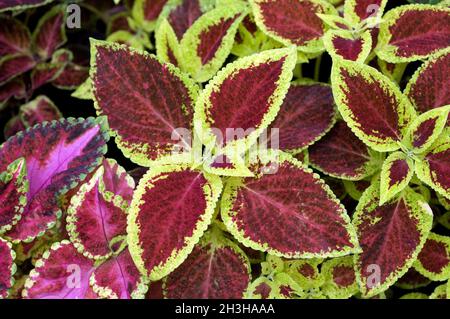 Buntnessel; Solenostemon scutellarioides Stockfoto