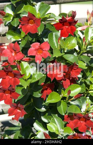 Dipladenia Sanderi; Sundaville Dunkelrot Stockfoto