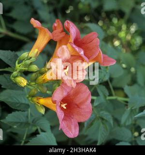 Trompetenrebe, Trompetenblume, Campsis radicans Stockfoto