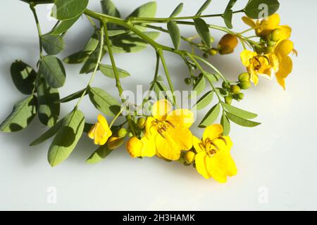 Deutsch-Senna, Cassia Senna, Stockfoto