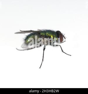 Seidengoldfliege; Lucilia Sericata; Phaenicia Sericata; Stockfoto