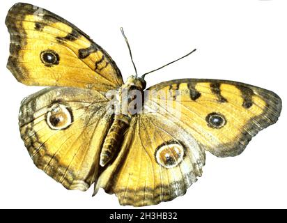 Pfauenvioletten Stockfoto