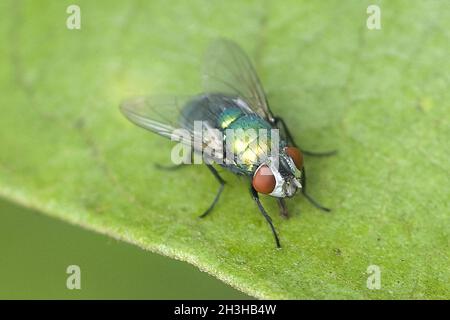 Seidengoldfliege, Lucilia, Sericata, Stockfoto