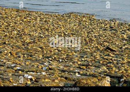 Ein Bett der wilde Austern zu einem felsigen Ufer auf Vancouver Island British Columbia Kanada festhalten Stockfoto