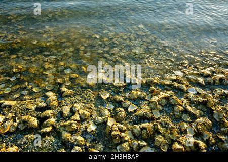 Ein Bett wilder pazifischer Austern, die sich an der felsigen Küste auf Vancouver Island British Columbia, Kanada, Klammern Stockfoto