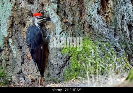 Ein pileatierter Specht (Dryocopus pileatus), der auf einem Baumstamm sitzt und nach Insekten sucht, die sich in der Rinde auf Vancouver Island in British Columbia C verstecken Stockfoto